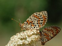 Melitaea didyma 2, Tweekleurige parelmoervlinder, Vlinderstichting-Albert Vliegenthart