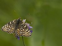Melitaea didyma 55, Tweekleurige parelmoervlinder, female, Saxifraga-Jan van der Straaten