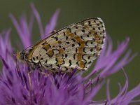 Melitaea didyma 68, Tweekleurige parelmoervlinder, Saxifraga-Wim van Kruijsbergen