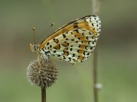 Melitaea didyma 9, Tweekleurige parelmoervlinder, Vlinderstichting-Theo Verstrael