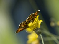 Melitaea parthenoides 17, Westelijke parelmoervlinder, Vlinderstichting-Henk Bosma