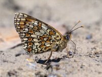 Melitaea phoebe 10, Knoopkruidparelmoervlinder, Vlinderstichting-Kars Veling
