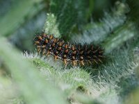 Melitaea phoebe 17, Knoopkruidparelmoervlinder, Saxifraga-Kars Veling
