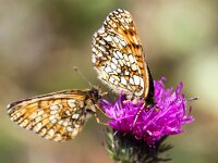 Melitaea phoebe 18, Knoopkruidparelmoervlinder, Saxifraga-Bart Vastenhouw