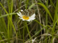 Melitaea phoebe 5, Knoopkruidparelmoervlinder, male, Saxifraga-Marijke Verhagen