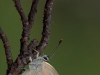 Neozephyrus quercus 21, Eikenpage, Vlinderstichting-Harold van den Oetelaar