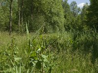 Ochlodes faunus 101, Groot dikkopje, habitat, NL, Noord-Brabant, Best, De Scheeken, Saxifraga-Jan van der Straaten