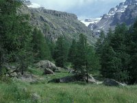 Oeneis glacialis 1, Gletsjervlinder, habitat, I, Aosta, Pont, Vlinderstichting-Kars Veling
