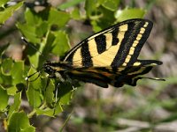 Papilio alexano 10, Zuidelijke koninginnenpage, Saxifraga-Kars Veling
