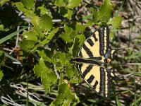Papilio alexano 11, Zuidelijke koninginnenpage, Saxifraga-Kars Veling