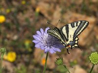 Papilio alexano 12, Zuidelijke koninginnenpage, Saxifraga-Kars Veling