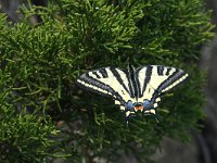 Papilio alexano 5, Zuidelijke koninginnenpage, Saxifraga-Kars Veling