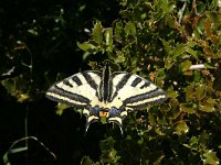 Papilio alexano 6, Zuidelijke koninginnenpage, Saxifraga-Kars Veling