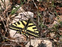 Papilio alexano 7, Zuidelijke koninginnenpage, Saxifraga-Kars Veling