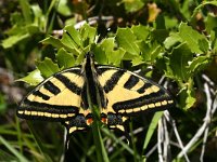 Papilio alexano 8, Zuidelijke koninginnenpage, Saxifraga-Kars Veling