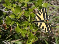 Papilio alexano 9, Zuidelijke koninginnenpage, Saxifraga-Kars Veling