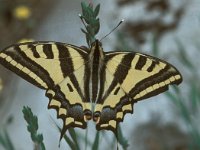 Papilio alexanor 1, Zuidelijke koninginnepage, Saxifraga-Frits Bink