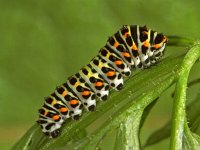 244_32A, Koninginnepage-R- : Papilio machaon, Koninginnepage, Swallowtail, caterpillar