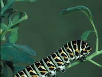 Papilio machaon 1, Koninginnepage, Vlinderstichting-Nely Honig
