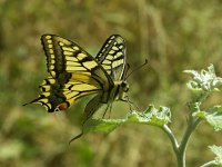 Papilio machaon 12, Koninginnepage, Vlinderstichting-Chris van Swaay  7.23 15:31