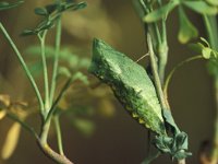 Papilio machaon 13, Koninginnepage, pupa, Vlinderstichting-Kars Veling