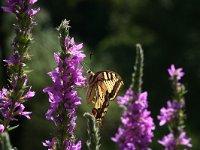 Papilio machaon 14, Koninginnepage, Vlinderstichting-Kars Veling