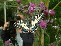 Papilio machaon 15, Koninginnepage, Vlinderstichting-Kars Veling