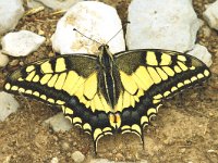 Papilio machaon 17, Koninginnepage, Saxifraga-Marijke Verhagen