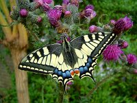 Papilio machaon 18, Koninginnepage, Vlinderstichting-Kars Veling
