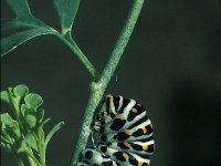Papilio machaon 2, Koninginnepage, Vlinderstichting-Nely Honig