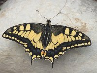 Papilio machaon 20, Koninginnepage, Saxifraga-Marijke Verhagen