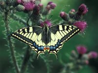 Papilio machaon 21, Koninginnepage, Vlinderstichting-Kars Veling