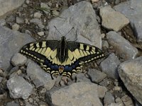 Papilio machaon 22, Koninginnepage, Saxifraga-Jan van der Straaten