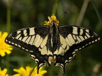 Papilio machaon 26, Koninginnepage, Saxifraga-Marijke Verhagen