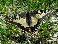 Papilio machaon 27, Koninginnepage, Vlinderstichting-Henk Bosma