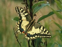 Papilio machaon 28, Koninginnepage, Vlinderstichting-Henkjan Kievit