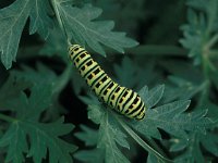Papilio machaon 3, Koninginnepage, Vlinderstichting-Henkjan Kieviet