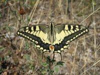 Papilio machaon 30, Koninginnepage, Saxifraga-Arthur van Dijk