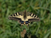 Papilio machaon 31, Koninginnepage, Saxifraga-Arthur van Dijk