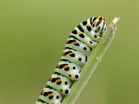 Papilio machaon 34, Koninginnepage, Saxifraga-Elisabeth Raboin