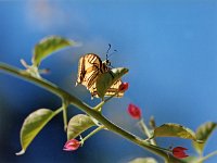 Koninginnepage 065_25S : Papilio machaon, Koninginnepage, Swallowtail