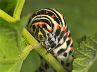 236_28, Koninginnepage : Papilio machaon, Koninginnepage, Swallowtail, caterpillar
