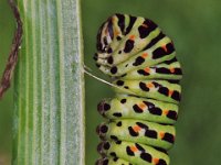 Koninginnepage 244_9A : Papilio machaon, Koninginnepage, Swallowtail, caterpillar, 3de faze on Venkel