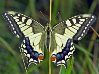 249_10, Koninginnepage : Papilio machaon, Koninginnepage, Swallowtail, drying