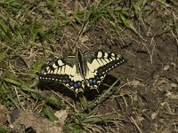 Papilio machaon 41, Koninginnepage, Saxifraga-Jan van der Straaten