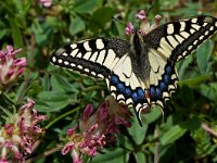 Papilio machaon 43, Koninginnepage, Saxifraga-Rik Kruit
