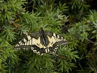 Papilio machaon 44, Koninginnepage, Saxifraga-Willem van Kruijsbergen