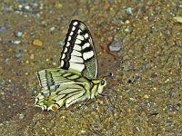 247_36, Koninginnepage : Papilio machaon, Koninginnepage, Swallowtail