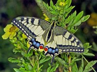 243_11, Koninginnepage : Papilio machaon, Koninginnepage, Swallowtail