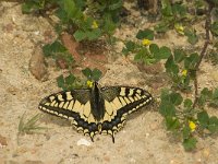 Papilio machaon 47, Koninginnepage, Saxifraga-Jan van der Straaten